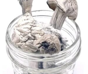 Buy Albino Penis Envy Mushrooms(APE) Online in USA